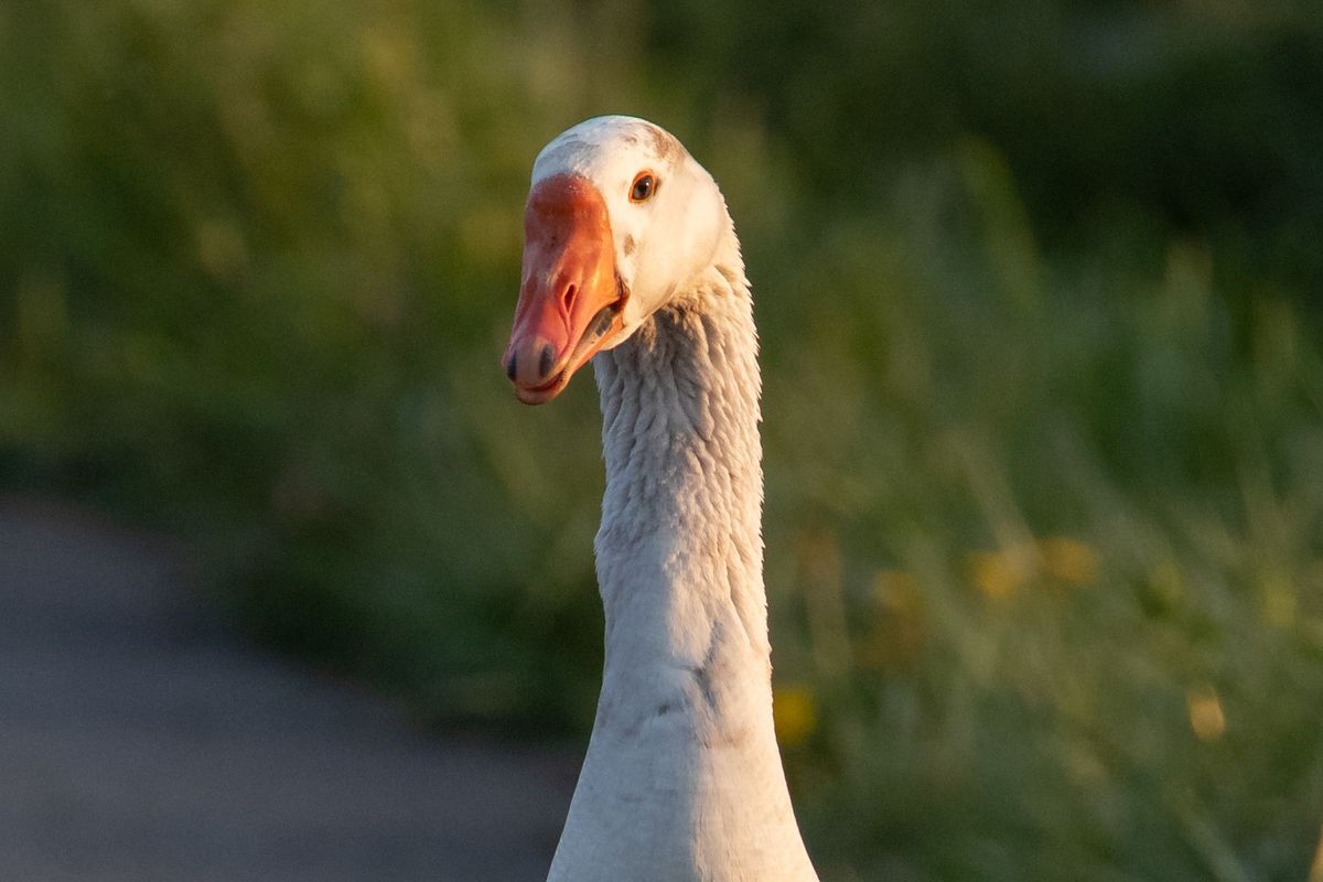 Goose in the setting sun