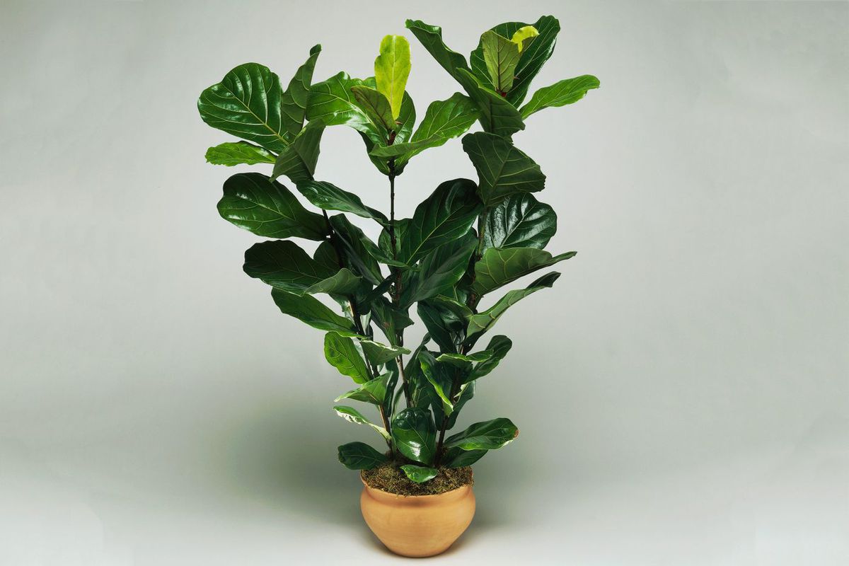 Fiddle-leaf fig plant in a tan pot.