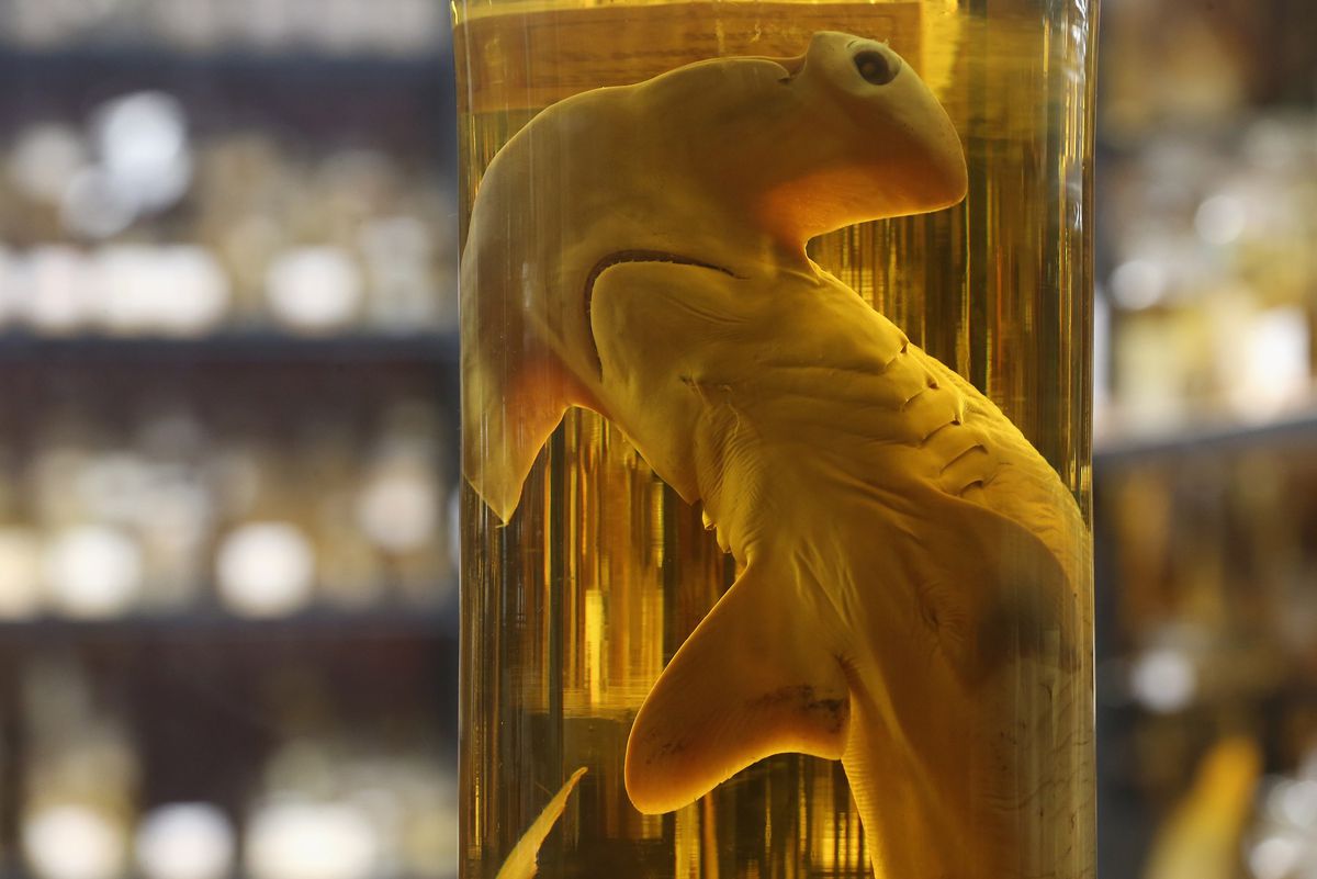 A Spectacle Of Specimens Highlights Natural History Museum Collections