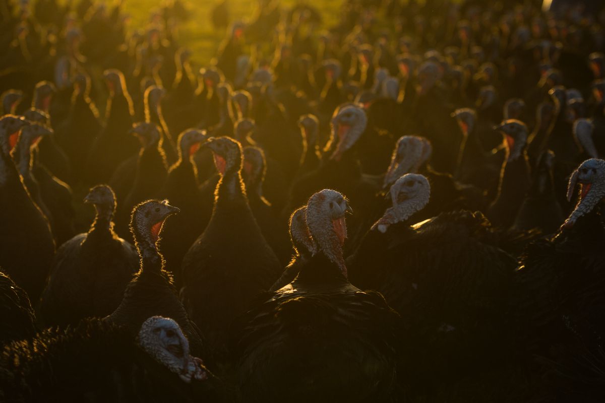 Free-Range Turkeys From Termonfeckin Farm Ready For Market