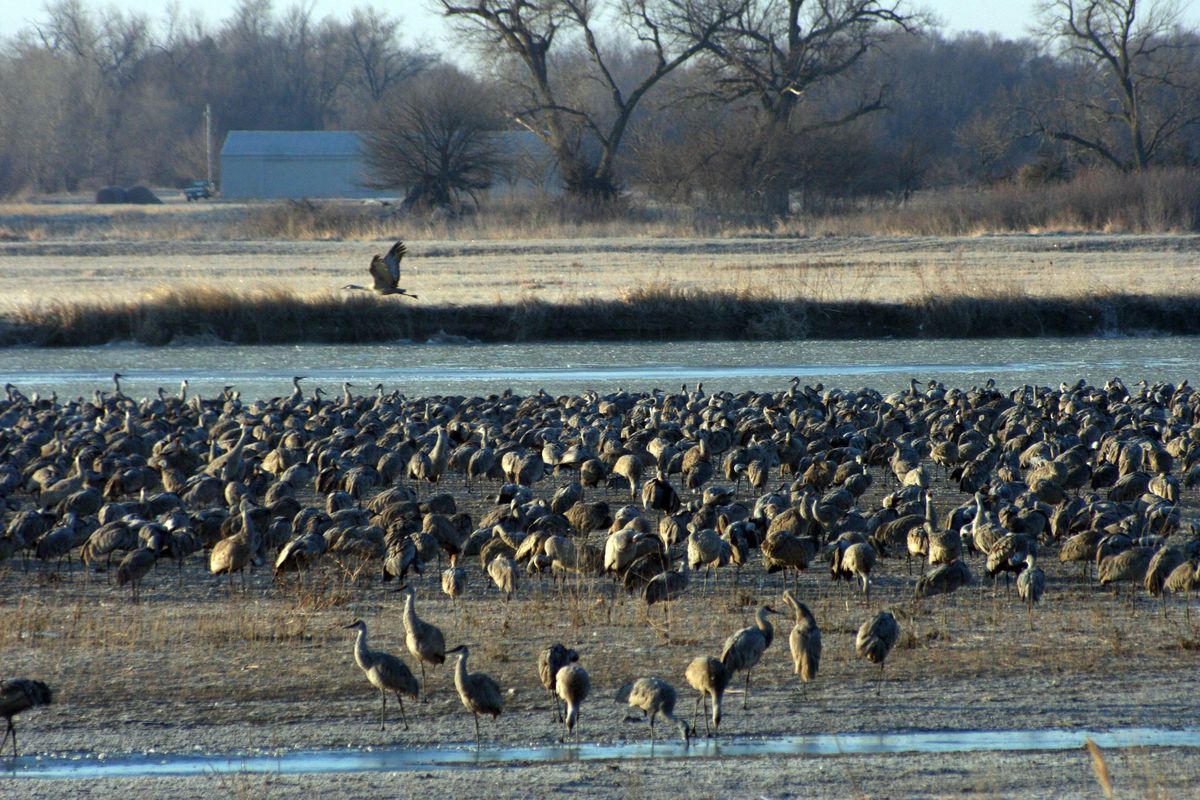 Nebraska cranes