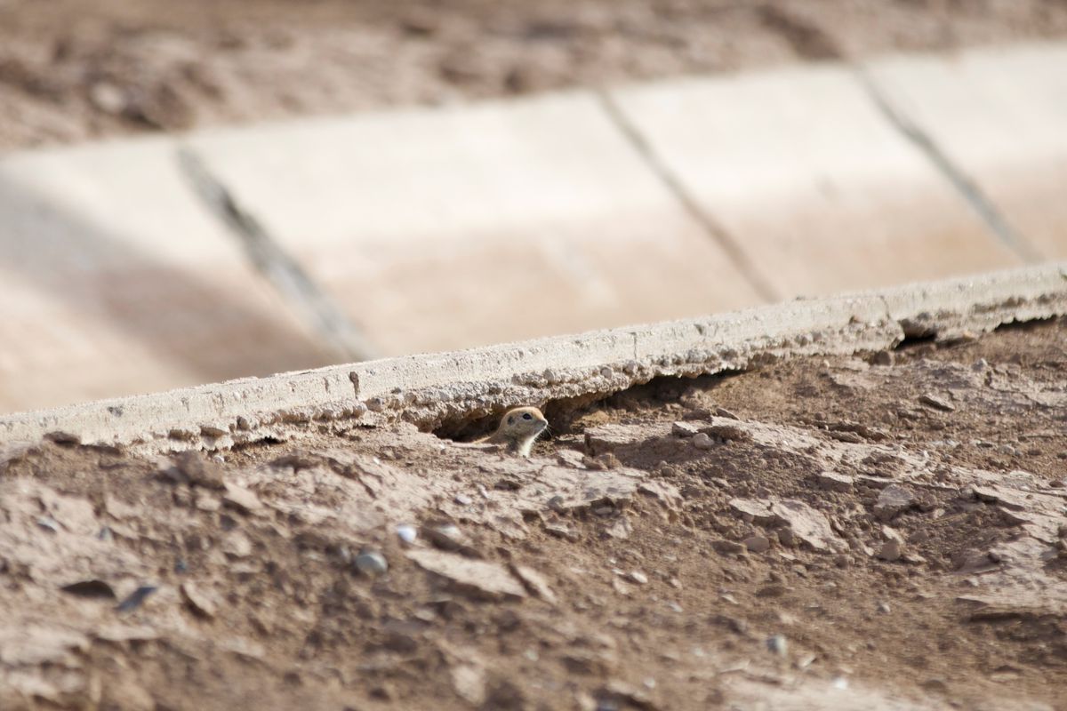 A ground squirrel peering out of a burrow beside a concrete canal.