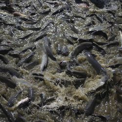 Farm-raised catfish are harvested from a pond on an aquaculture farm in Uniontown, Alabama