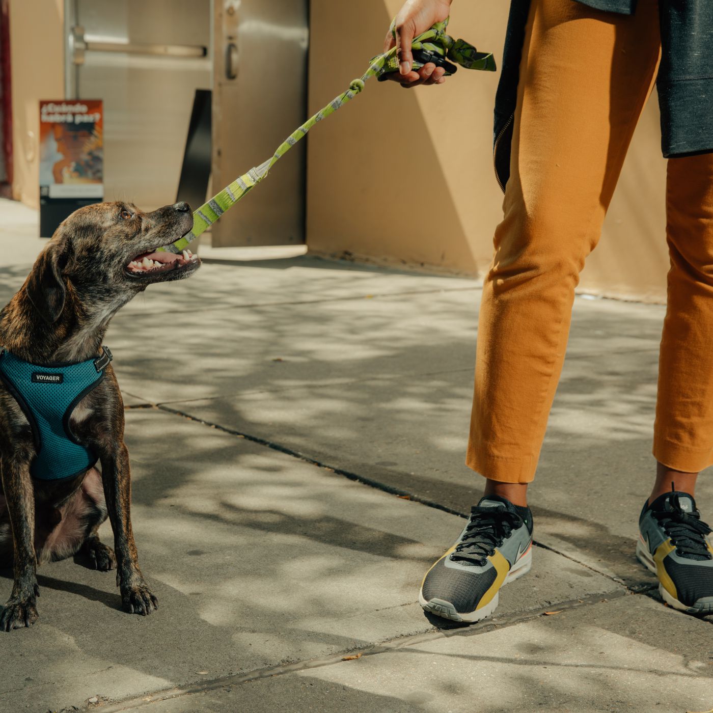 Wag vs. Rover: The pet care startups competing to walk your ...