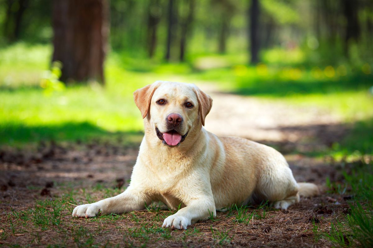 A yellow Labrador retriever smiling at the camera laying on the dirt ground with green grass and trees in the background