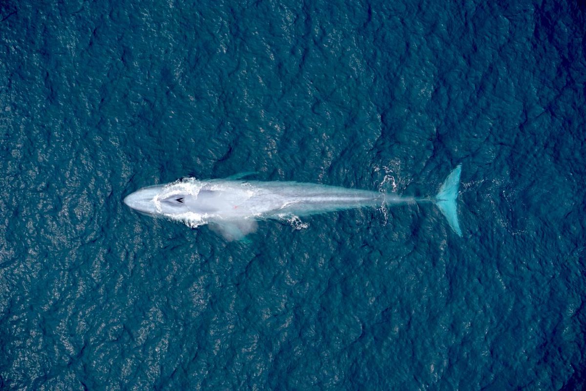 Listen to the heartbeat of the blue whale, the world's largest animal - Vox