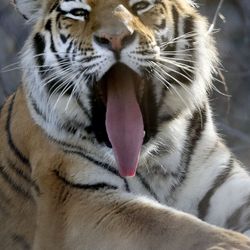 Sasha, a 2-year-old Amur tiger, yawns in her new habitat at Utah’s Hogle Zoo in Salt Lake City on Thursday, Dec. 2, 2021. Sasha recently came from the Rolling Hills Zoo in Kansas.
