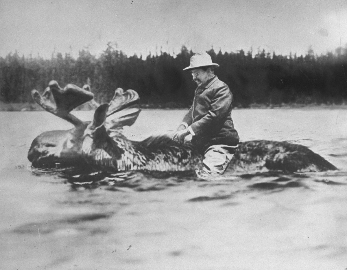 Theodore Roosevelt riding a moose.