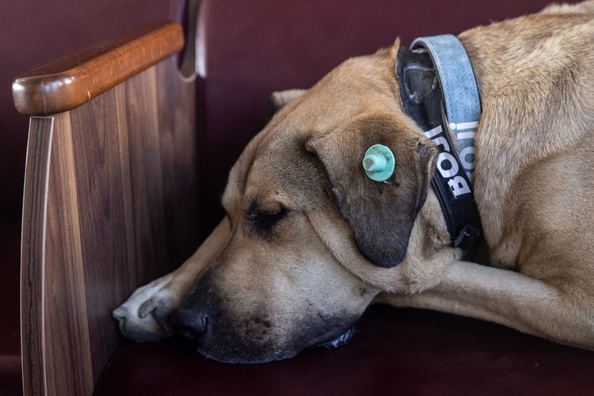 Istanbuls Commuter Street Dog Boji, Becomes Internet Sensation