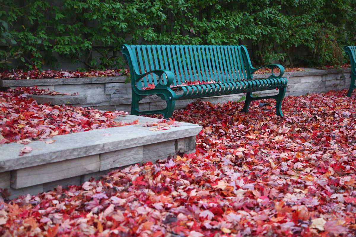 Autumn Season In Canada