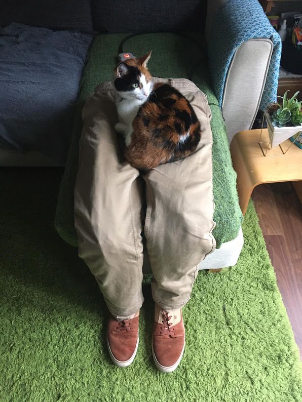This Genius Couple Created A Fake Lap For Their Clingy Cat