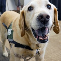 This friendly service dog was all smiles.