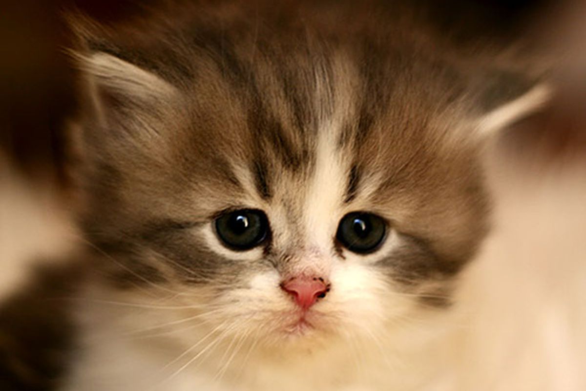 <a href="http://farm1.static.flickr.com/44/132425778_714cd39fb5.jpg">Isn't this just the cutest kitten ever? Like, a lot cuter than the O's record?</a>