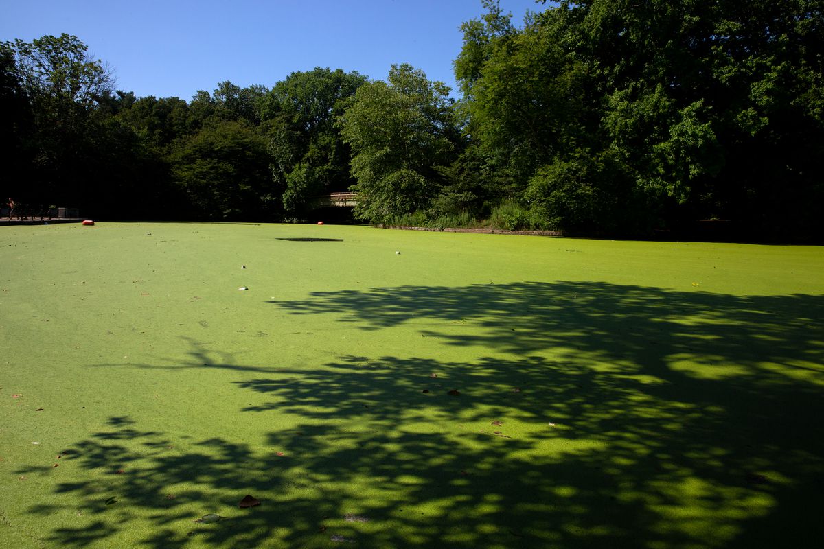 Part of Prospect Park’s lake near a boathouse was filled with duckweed, July 21, 2020.
