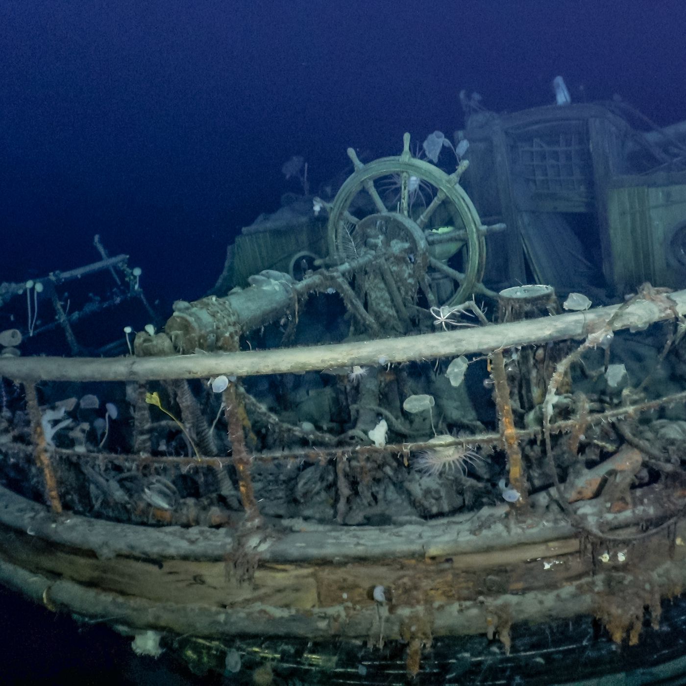 Photos: Strange deep-sea creatures living on the Endurance shipwreck - Vox