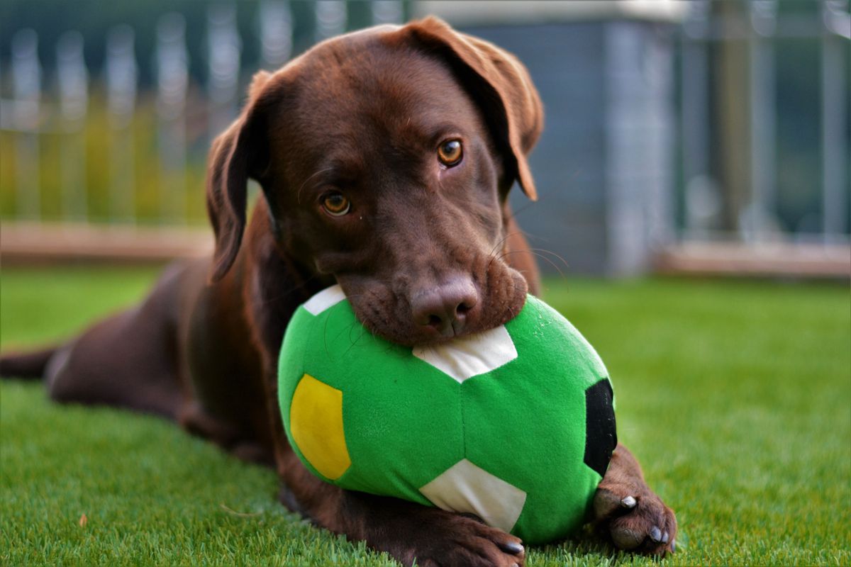 A brown Labrador Retriever lays in a backyard with green grass with a large plush green ball in his mouth.