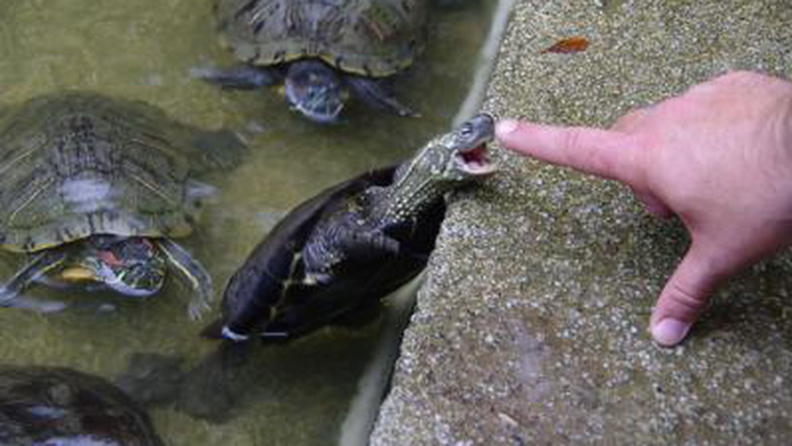 HOW PLAUSIBLE IS THIS: TURTLE BITES OHIO MAN - Every Day Should Be Saturday