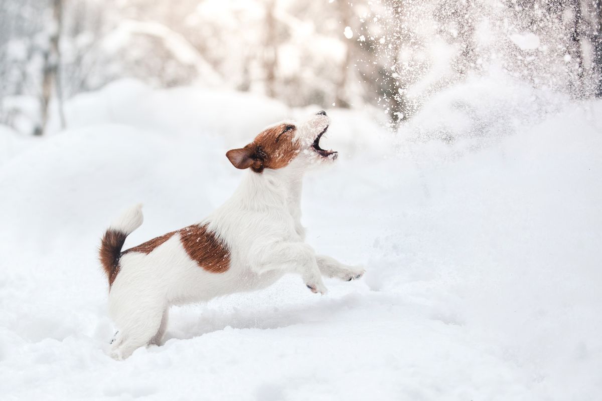 A small dog playing in snow
