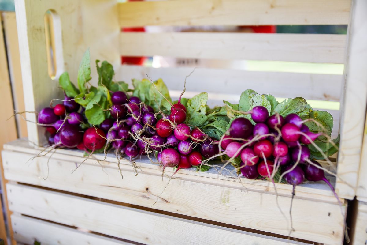 A wooden crate full of red radishes.