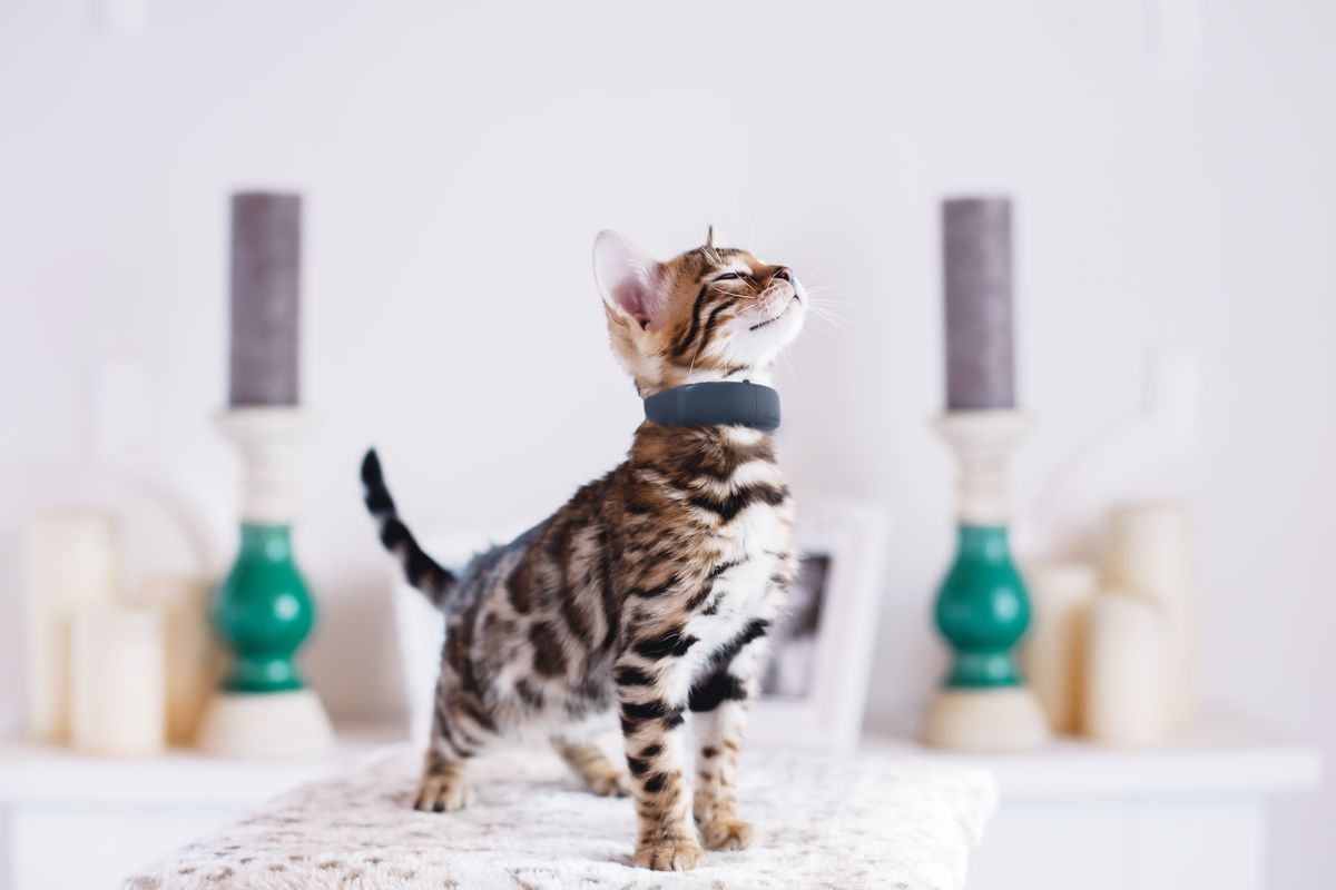 Tractive announces its first GPS tracking collar for cats - The Verge