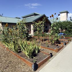 Youth and staff maintain a garden at the Salt Lake County Youth Services Juvenile Receiving Center, pictured in South Salt Lake on Friday, Aug. 30, 2019.