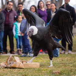 Tracy Aviary’s resident Andean condor, Andy, is celebrating his 59th bird-day on Saturday.