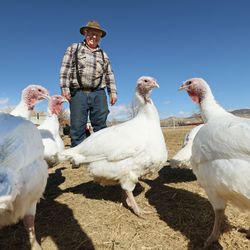 Dale Batty looks over his turkeys at his farm in Vernal on Wednesday, Feb. 10, 2021. Their farm, which he and wife Linda call the Old Home Place, has been worked by their family for three generations.