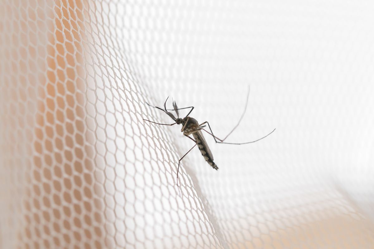 close-up of a mosquito