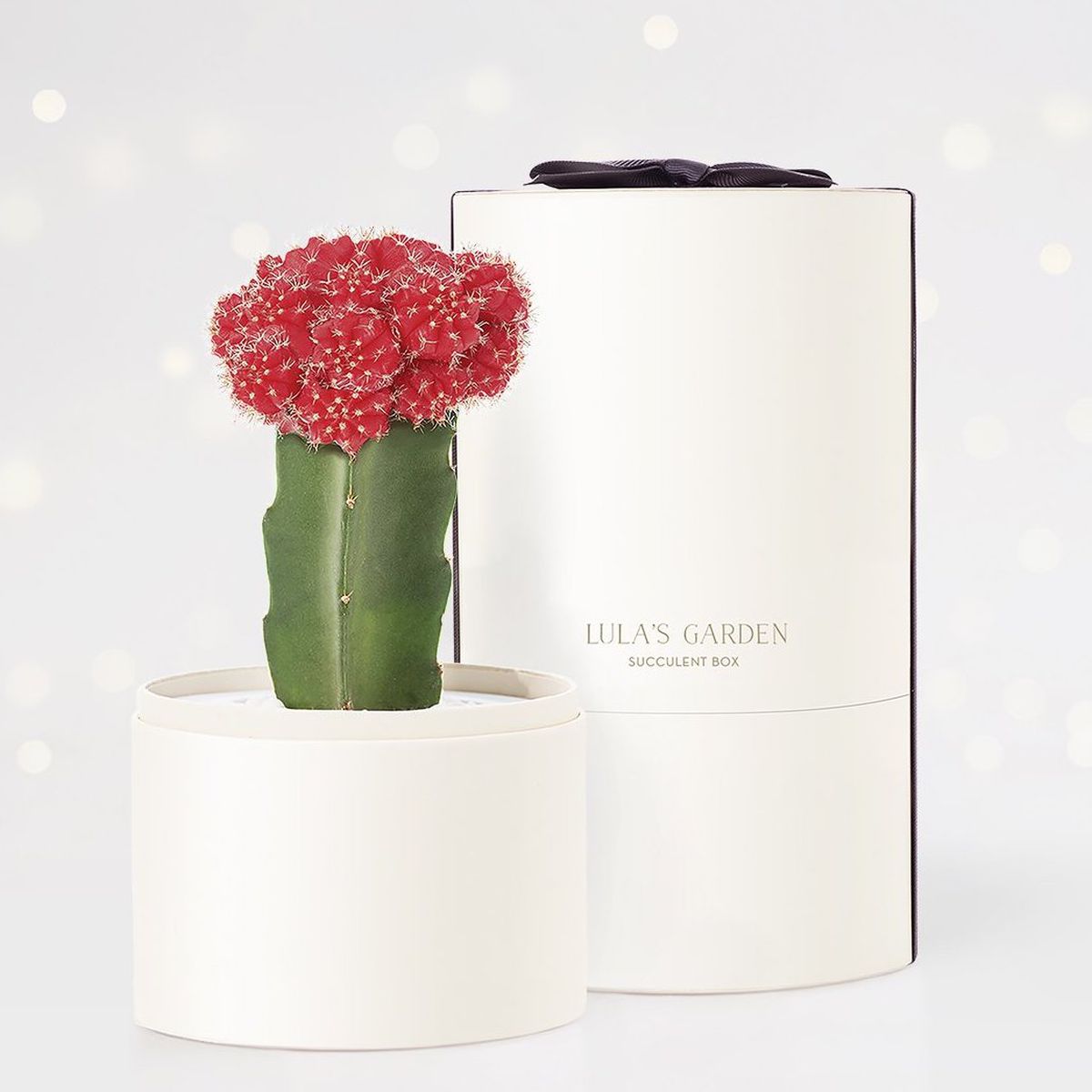 A cactus with a red flower in a round white box.