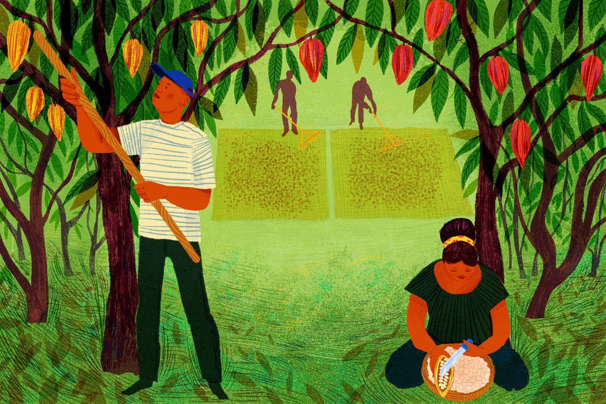A man harvests cacao from a tree; a woman sits on the ground removing the beans and pulp from a cacao pod. Illustration.