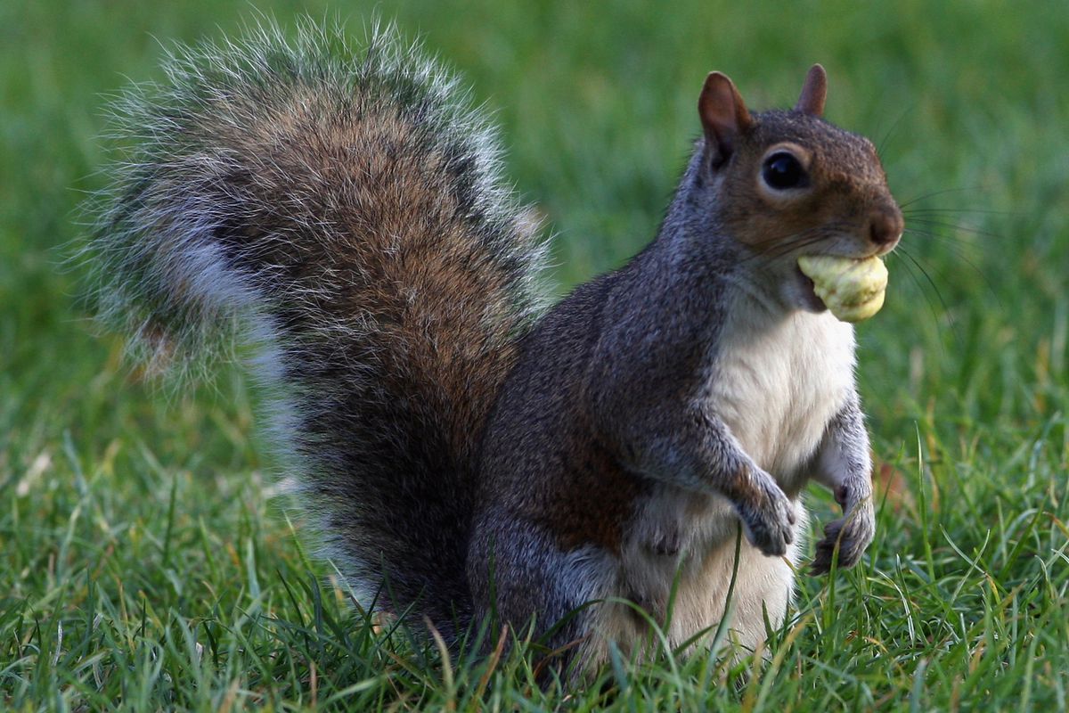 Squirrel eats acorns as U.K. considers acorns to be food again