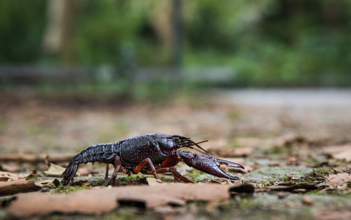 a red swamp crayfish against a background of stone and leaf litter