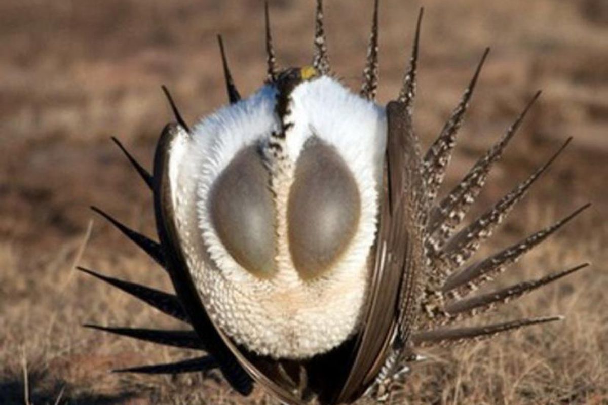 Sage grouse strutting on their breeding grounds.