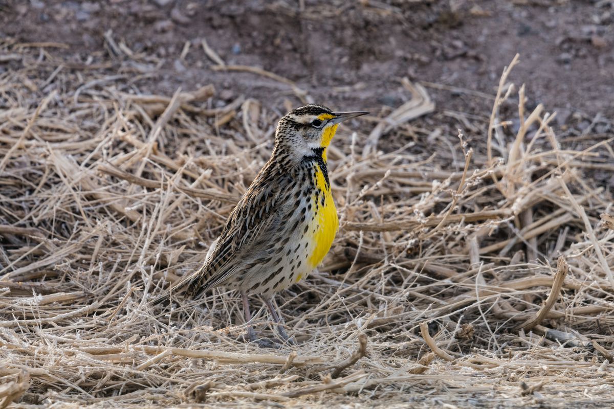A Western Meadowlark foraging in the grass. Bosque del Apache National WIldlife Refuge in New Mexico.
