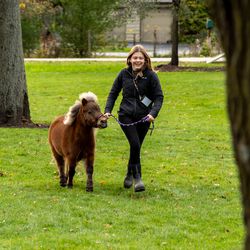 Alyssa Helenowski, 18, of Barrington, Ill. runs with Lunar, a silver bay miniature horse, at SOUL Harbour Ranch, Oct. 24, 2019.