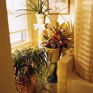 <p>These sun-lovers, including a medicine plant (top), a croton (middle) and a ponytail palm (bottom), thrive with at least a few hours of direct light each day. Place them next to a window facing east or west.</p>