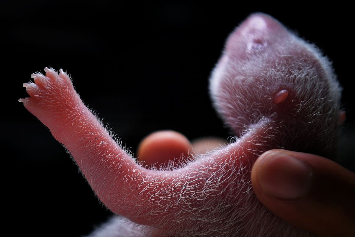 A photo of a newborn panda cub that resembles a fetus more than a baby, with visible pink skin beneath wispy white hairs. 