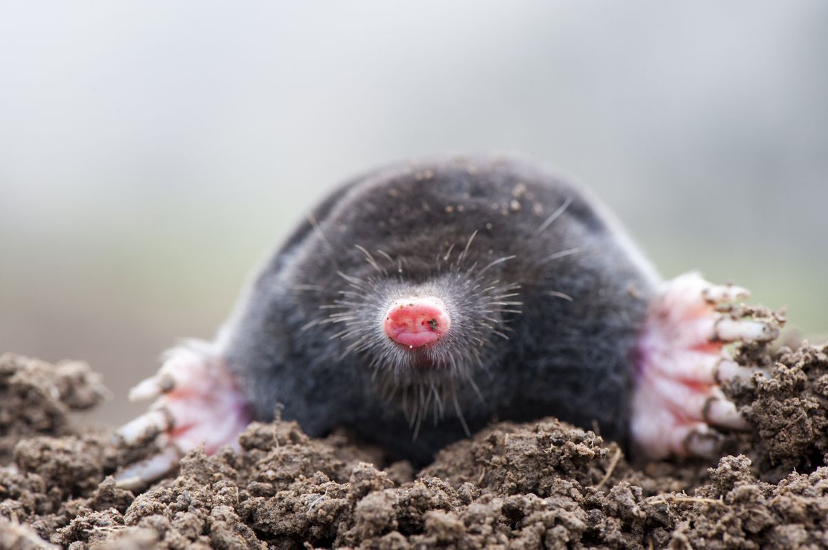 Common mole above ground, showing strong front feet used for digging runs underground. Talpa europaea.