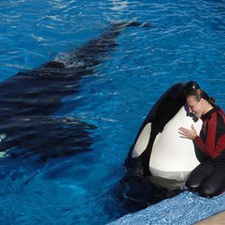 In this photo taken on Dec. 30, 2005, Dawn Brancheau, a whale trainer at SeaWorld Adventure Park, is shown while performing. 