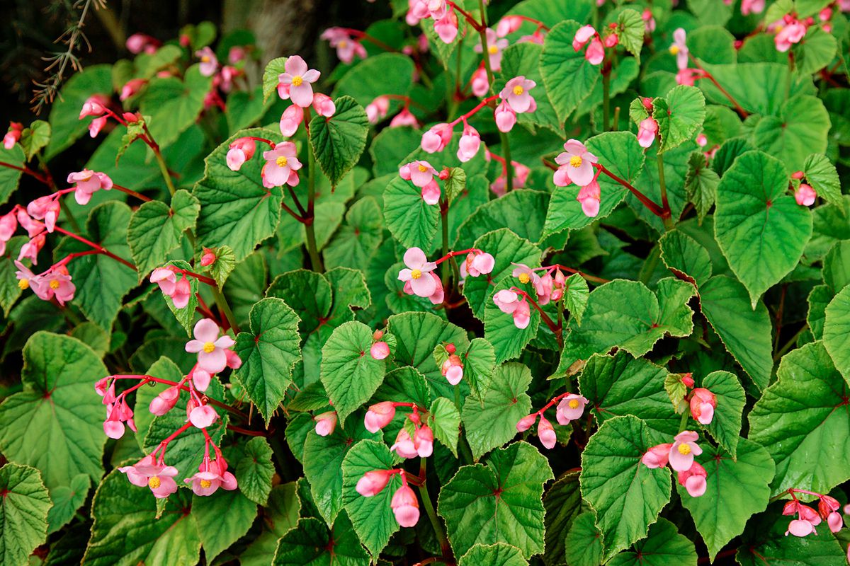 Small pink flowers with green leaves: Hardy Begonia (Begonia grandis)