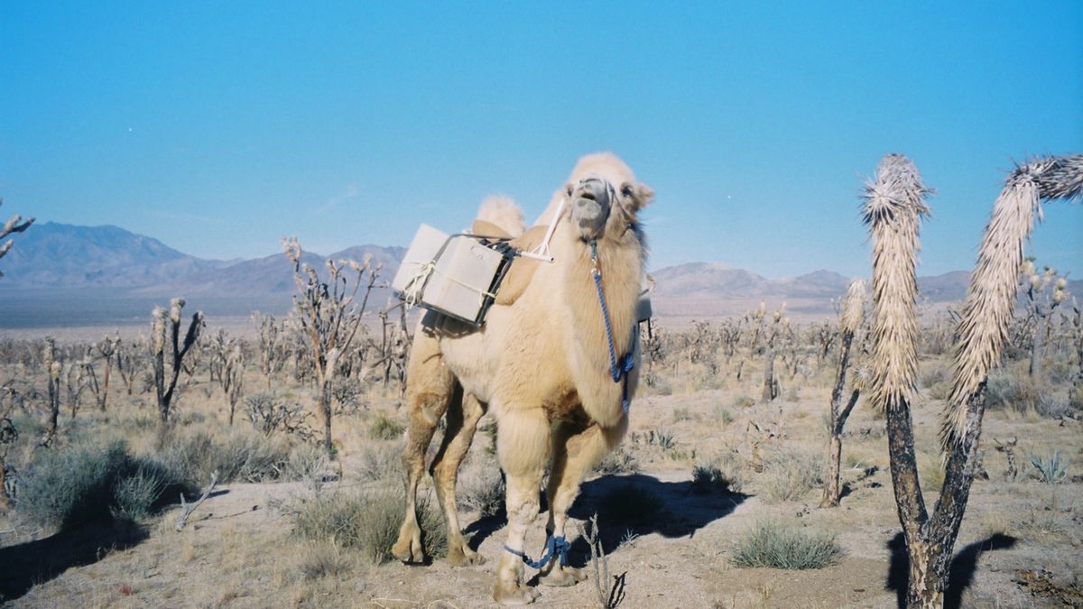 A light ivory-colored camel stands among Joshua trees in the desert with a pack on its back.