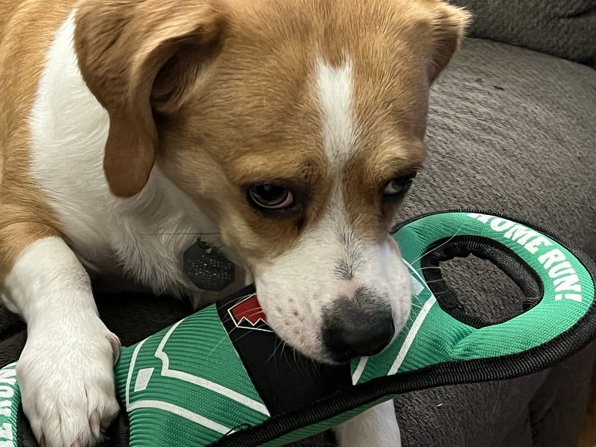 My brown and white beagle and her new green and white dog bone shaped tug toy. There is a black and red Dbacks logo in the middle. She has a paw resting on the left hand side of the toy while she is holding the right side in her mouth. Basically BEING INCREDIBLY CUTE!!