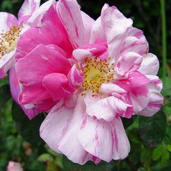 A whole group of very old roses descended from Rosa mundi features striped petals.