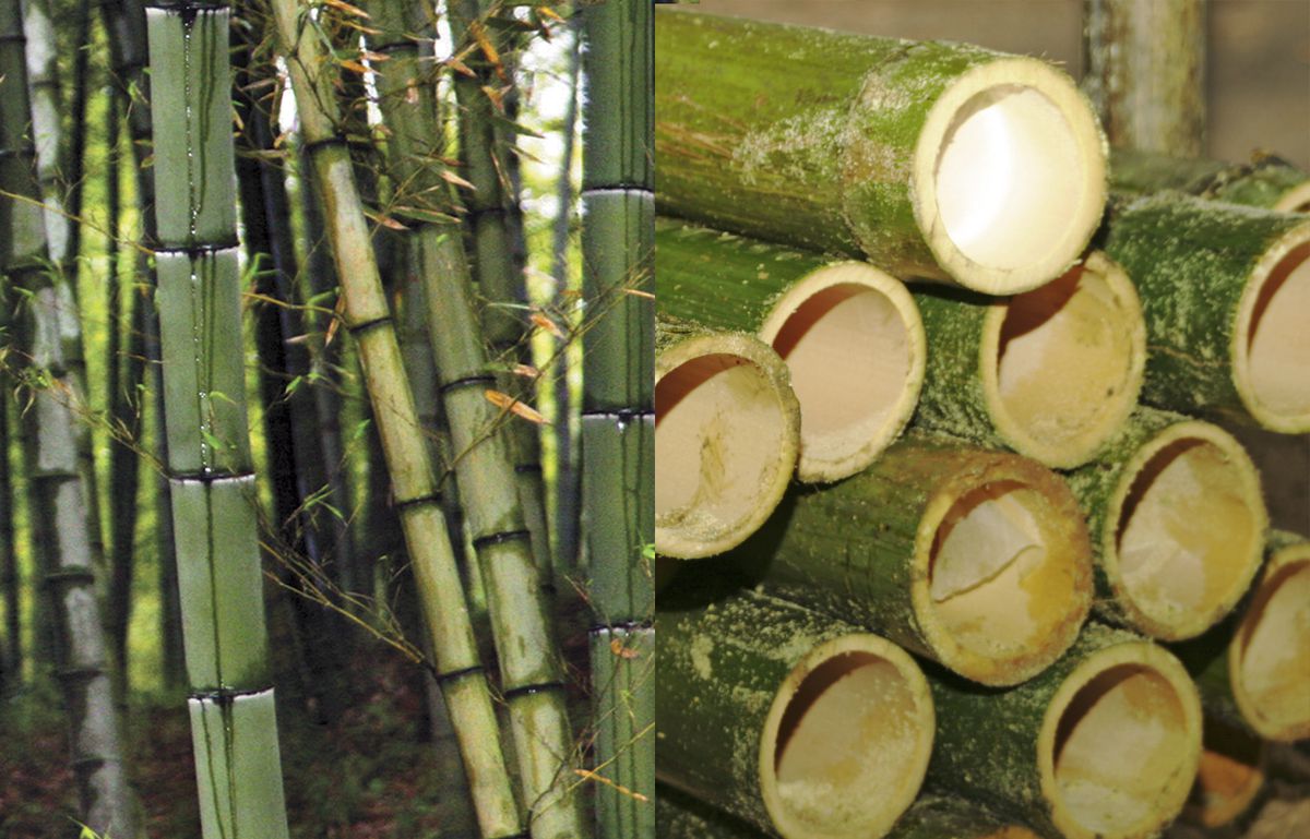 Cut Bamboo