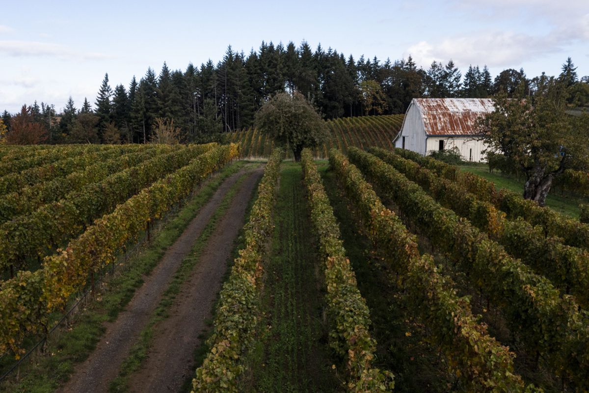 A vineyard with a weathered barn in the distance.