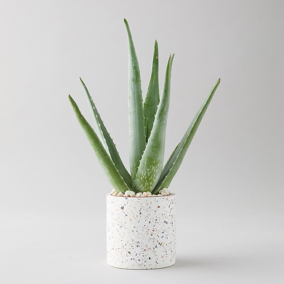 White terrazzo planter with straight sharp armed plant. 