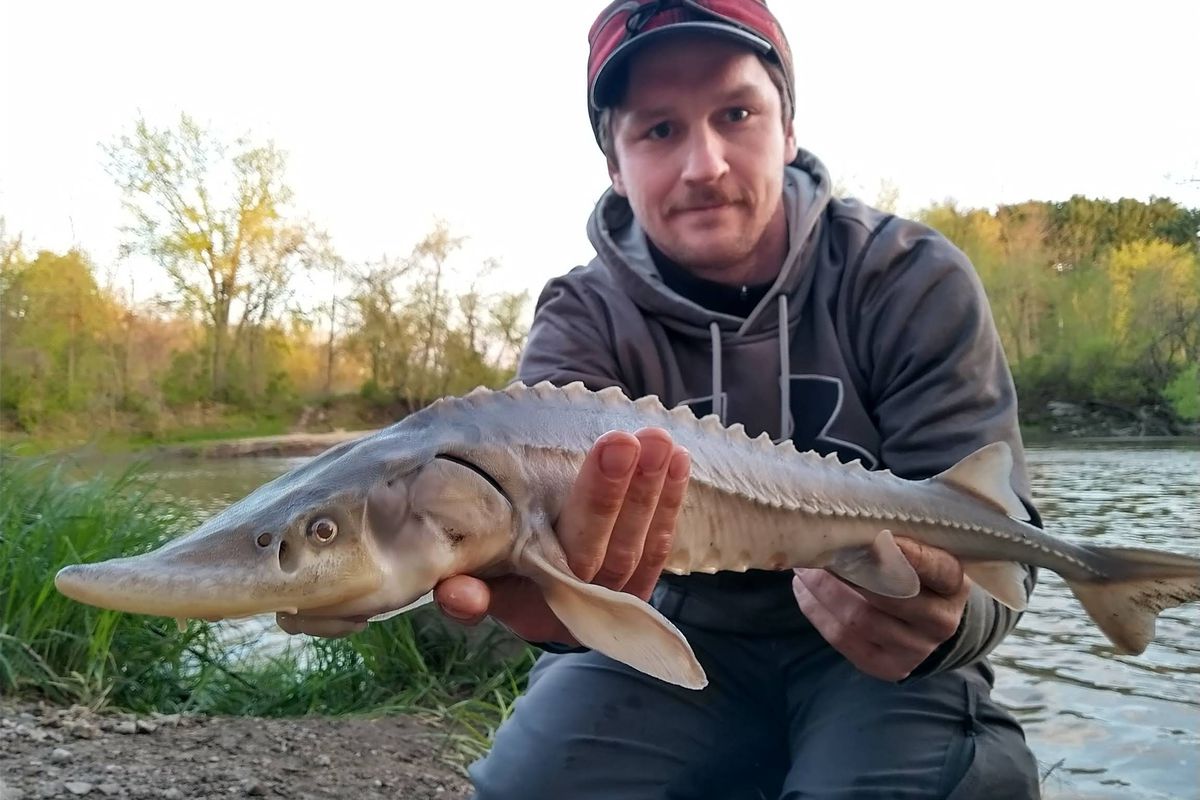 Tim Baker’s first sturgeon was “extra special” during his quest for species. Provided photo