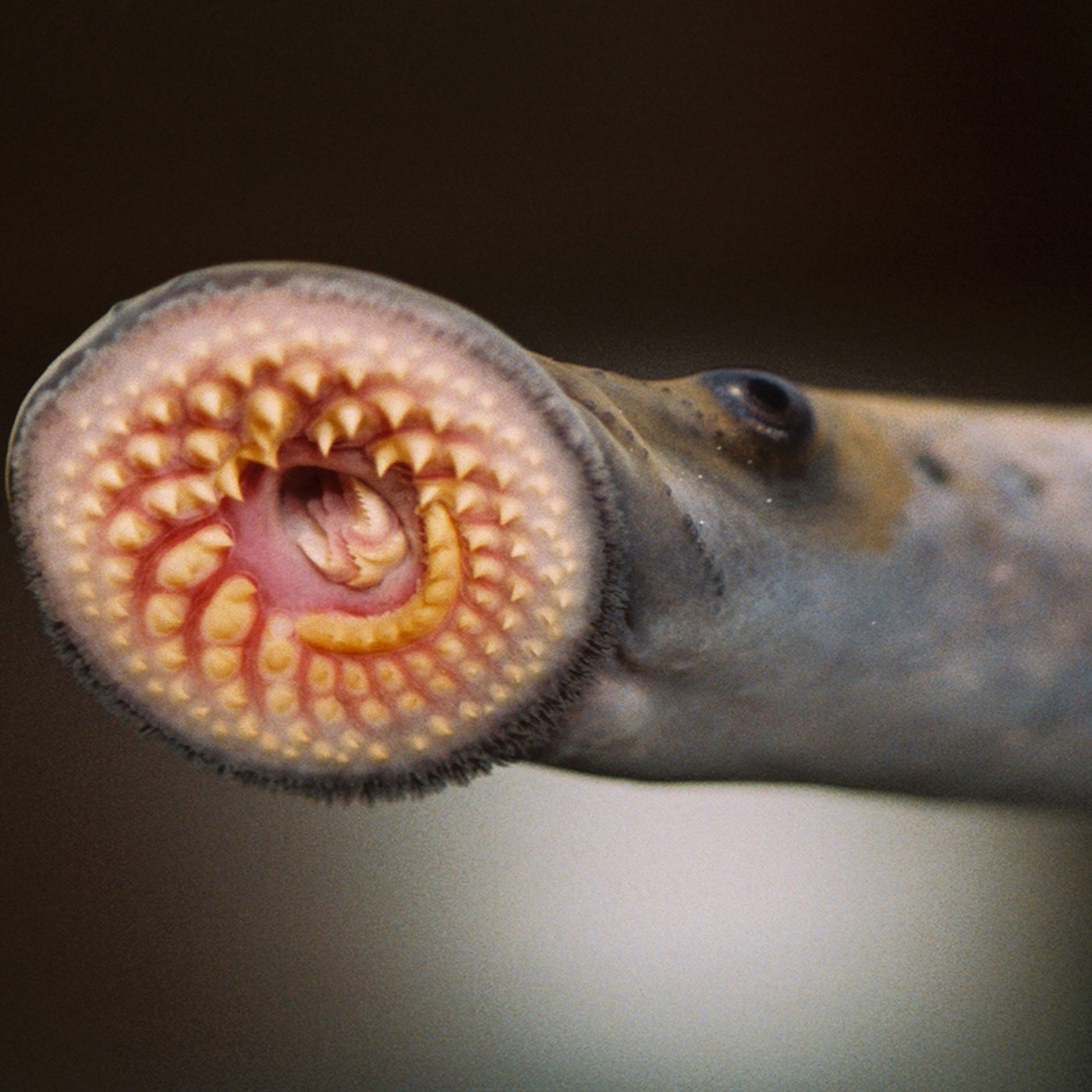 There are hordes of invasive blood-sucking sea lampreys in the Great Lakes  - Vox