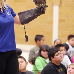 Hillsdale Elementary students look over a peregrine falcon at their school in West Valley City Wednesday, April 17, 2013. SeaWorld San Diego's SeaWorld Cares program visited with third- and fourth-graders. The SeaWorld Cares educational outreach program teaches kids about ocean conservation, animal rescue and rehabilitation, and how people's everyday actions can make safer habitats for animals.