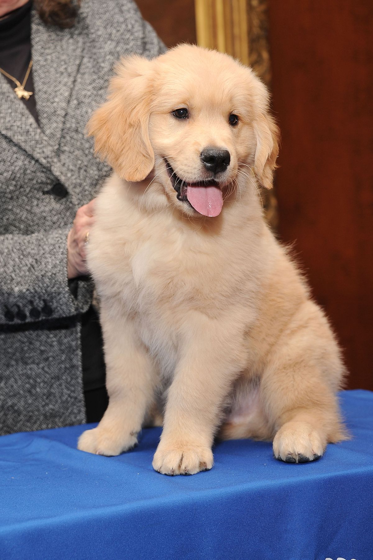 American Kennel Club Announces Most Popular Dogs In The U.S.